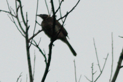 Philemon argenticeps