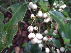 Chiococca pachyphylla