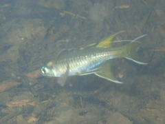 Pseudomugil signifer