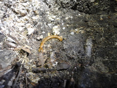 Theatops erythrocephalus