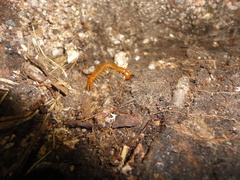 Theatops erythrocephalus