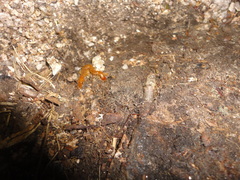 Theatops erythrocephalus