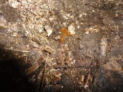 Theatops erythrocephalus