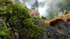 Mycena globulispora