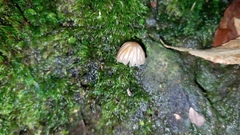 Mycena globulispora
