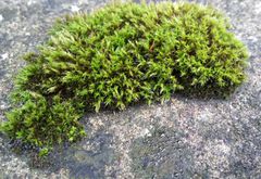 Schistidium crassipilum