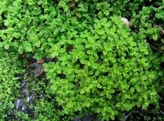 Syntrichia virescens