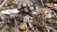 Lyophyllum anthracophilum