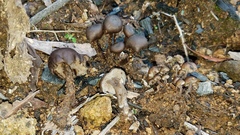 Lyophyllum anthracophilum