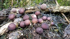 Lycoperdon fuligineum
