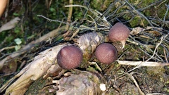 Lycoperdon fuligineum