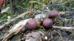 Lycoperdon fuligineum