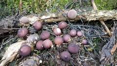 Lycoperdon fuligineum