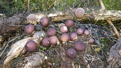 Lycoperdon fuligineum