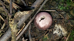 Lycoperdon fuligineum