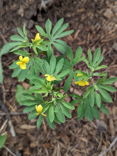Viola lobata