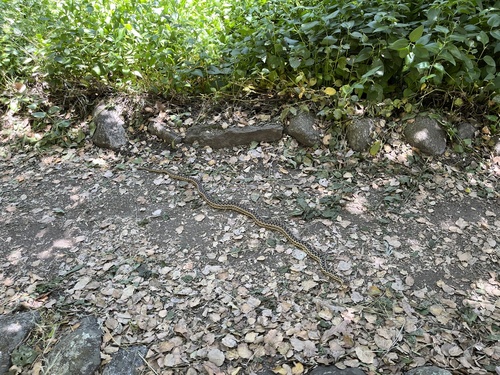 iNaturalist observation photo of Pacific Gopher Snake