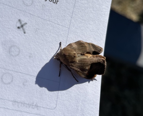 iNaturalist observation photo of Cutworm Moths and Allies