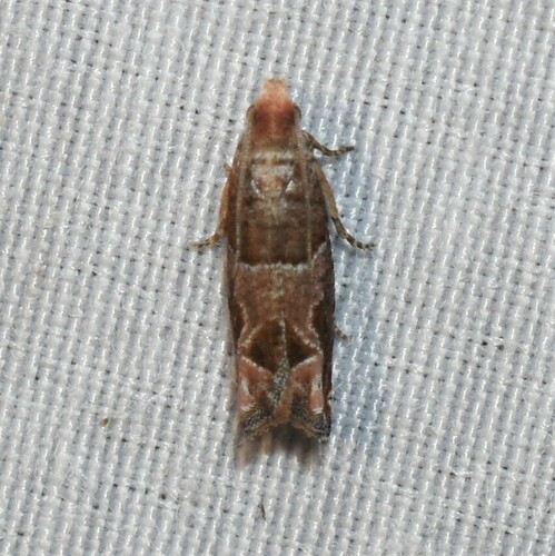Hebrew Sonia Moth photo 4