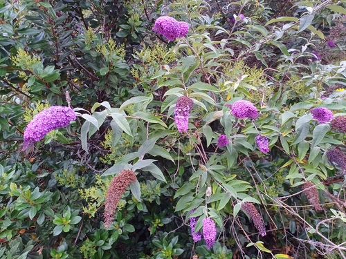 iNaturalist observation photo of Butterfly bush