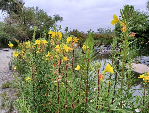 iNaturalist observation photo of tall evening primrose