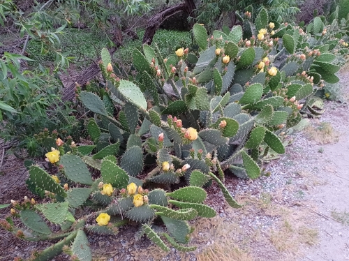 iNaturalist observation photo of Prickly Pears