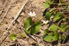 Nymphoides