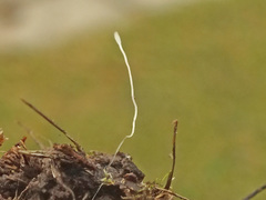 Typhula trifolii image