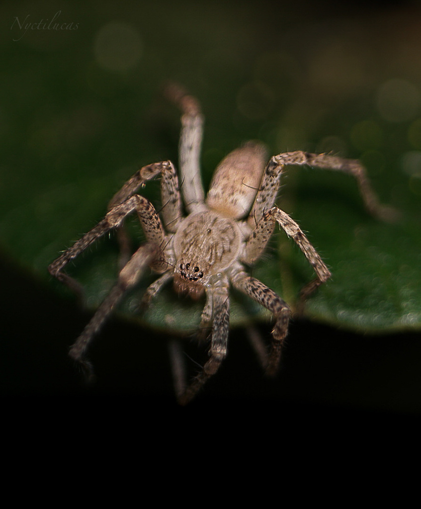 Phidyle
