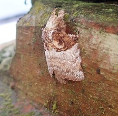 Euglyphis obliterata