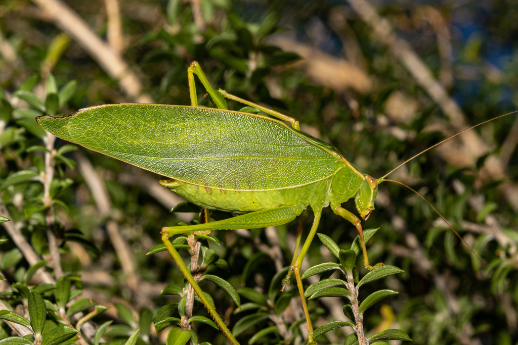Australian Common Garden Katydid
