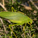 Australian Common Garden Katydid - Photo no rights reserved, uploaded by Carey-Knox-Southern-Scales