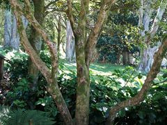 Metrosideros bartlettii