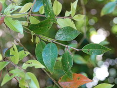 Metrosideros bartlettii