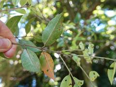 Metrosideros bartlettii