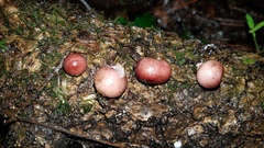 Lycoperdon fuligineum