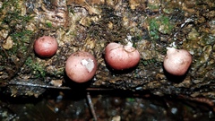 Lycoperdon fuligineum