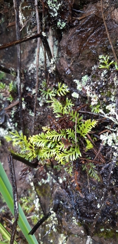 Elaphoglossum furcatum image