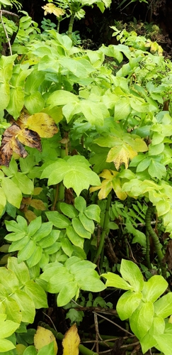 Berula bracteata image