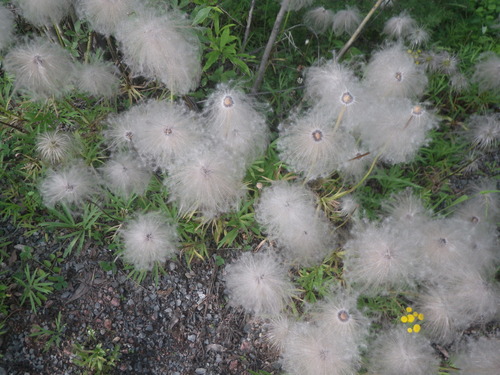 Image of Pulsatilla dahurica by (c) Valentin Kosterin, some rights reserved (CC BY)