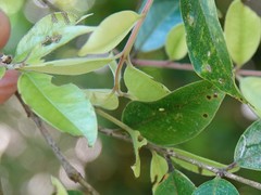 Metrosideros bartlettii