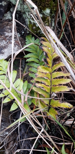 Asplenium platybasis image