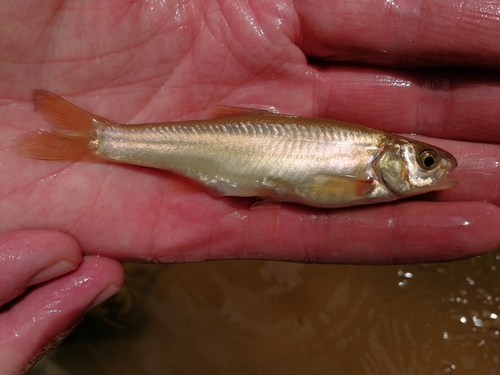 Virgin spinedace (Lepidomeda mollispinis) — Cyprinidae — 2