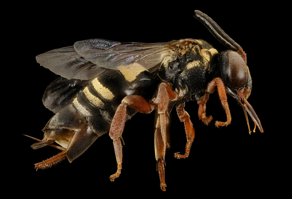 Lunate Longhorn-cuckoo Bee