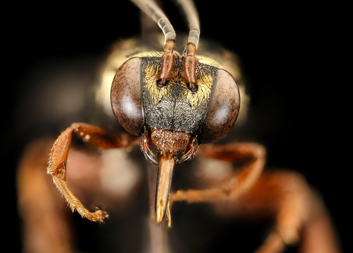 Lunate Longhorn-cuckoo Bee photo 4