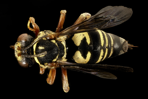 Lunate Longhorn-cuckoo Bee photo 3