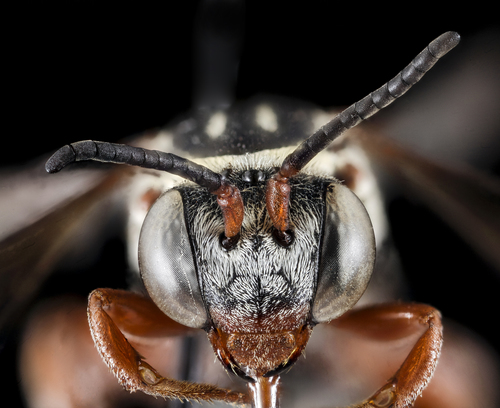 Lunate Longhorn-cuckoo Bee photo 5