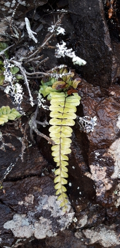 Asplenium lunulatum image