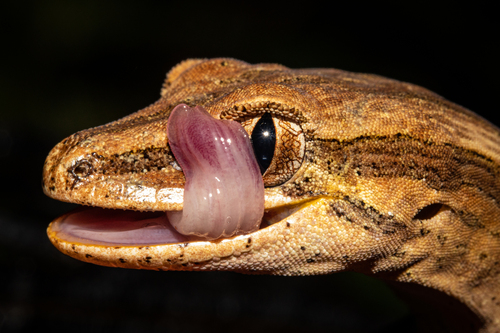 Coromandel Striped Gecko, Toropuku inexpectatus