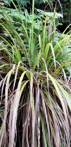 Image of Carex dianae by (c) purperlibel, some rights reserved (CC BY-SA)